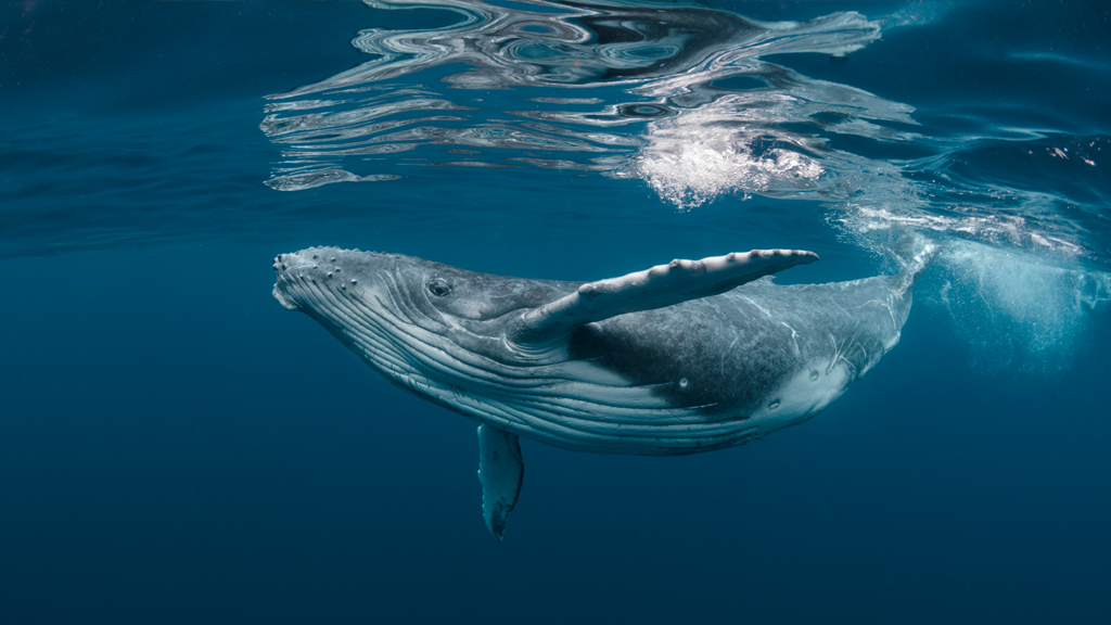 ¿Cuándo es la temporada de avistamiento de ballenas en Punta de Mita?