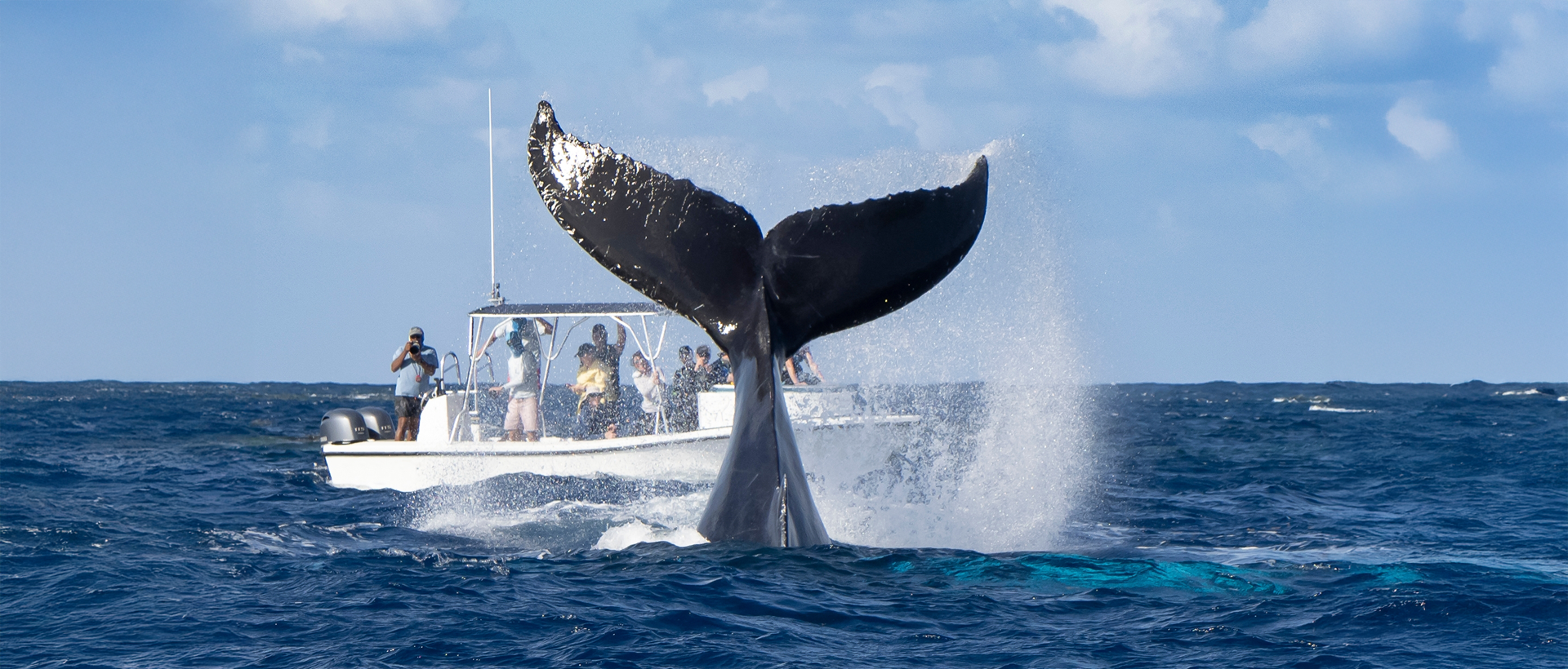 Vacaciones de invierno: descubre la temporada de avistamiento de ballenas en Riviera Nayarit y dónde hospedarte