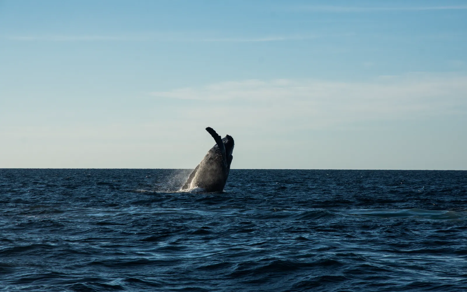 Avistamiento de ballenas